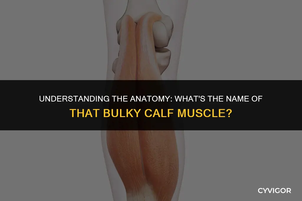 what is the bulky calf muscle called