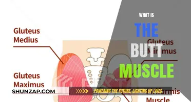 Gluteal Anatomy: Understanding the Butt Muscle Composition