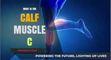 Understanding the Calf Muscle: A Comprehensive Guide to Its Anatomy and Function