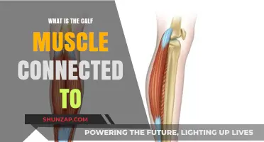 Unveiling the Calf Muscle's Connection: A Comprehensive Guide