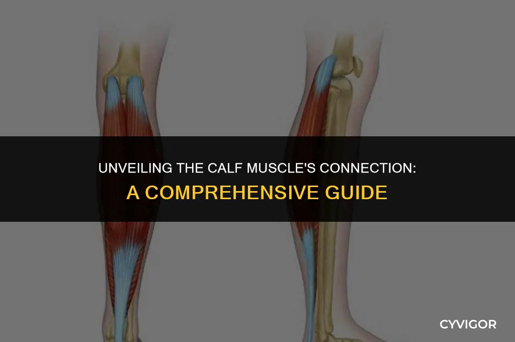 what is the calf muscle connected to