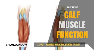 Unveiling the Powerhouse: Calf Muscle Functions and Strengthening Tips