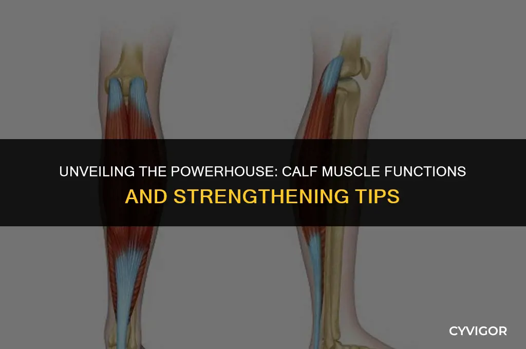 what is the calf muscle function