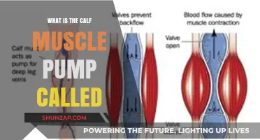 Unleashing the Power of Your Calves: The Muscle Pump Phenomenon