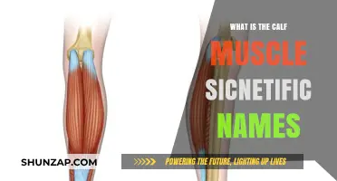 Unveiling the Scientific Names of Your Calf Muscles: A Comprehensive Guide