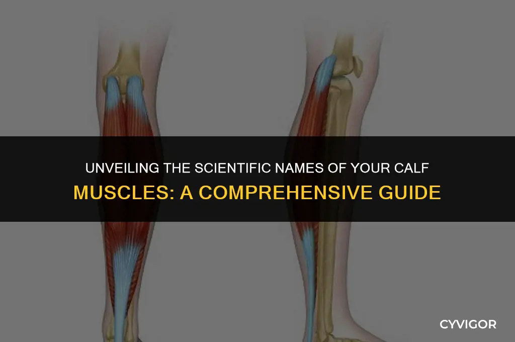 what is the calf muscle sicnetific names