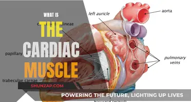 The Cardiac Muscle: A Unique, Powerful Heart Tissue