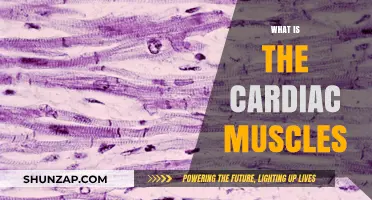 Understanding Cardiac Muscles: Unique and Vital