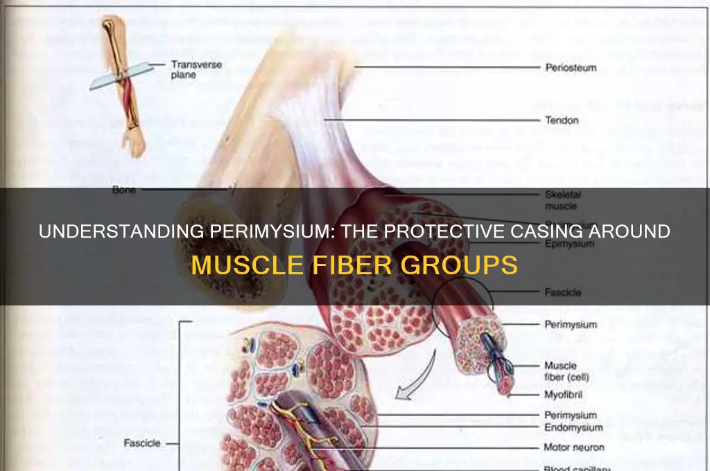 what is the casing around a group of muscle fibers