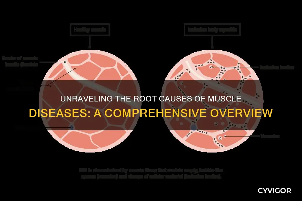 what is the cause of every muscle disease
