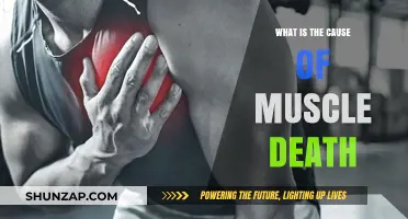 Understanding Muscle Death: Causes, Risks, and Prevention Strategies Explained