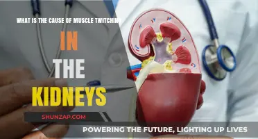 Understanding Kidney Muscle Twitching: Causes and Potential Underlying Factors