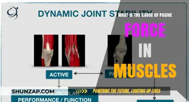 Understanding Passive Muscle Force: Causes and Mechanisms Explained