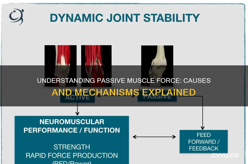 what is the cause of pssive force in muscles
