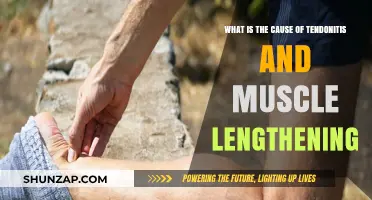 Understanding Tendonitis Causes and Muscle Lengthening: A Comprehensive Guide