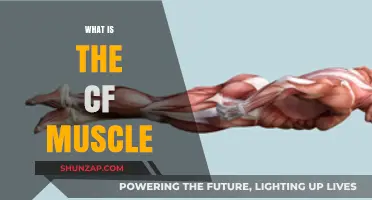 The CF Muscle: What It Is and Why It Matters