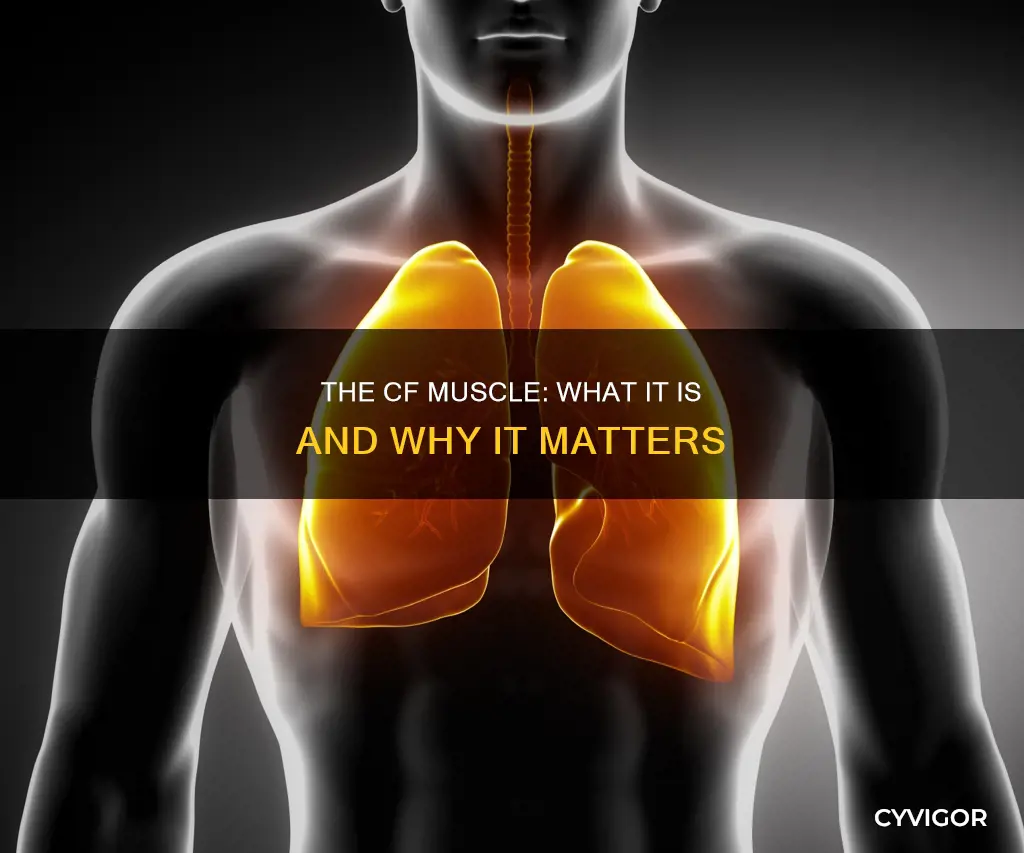 what is the cf muscle