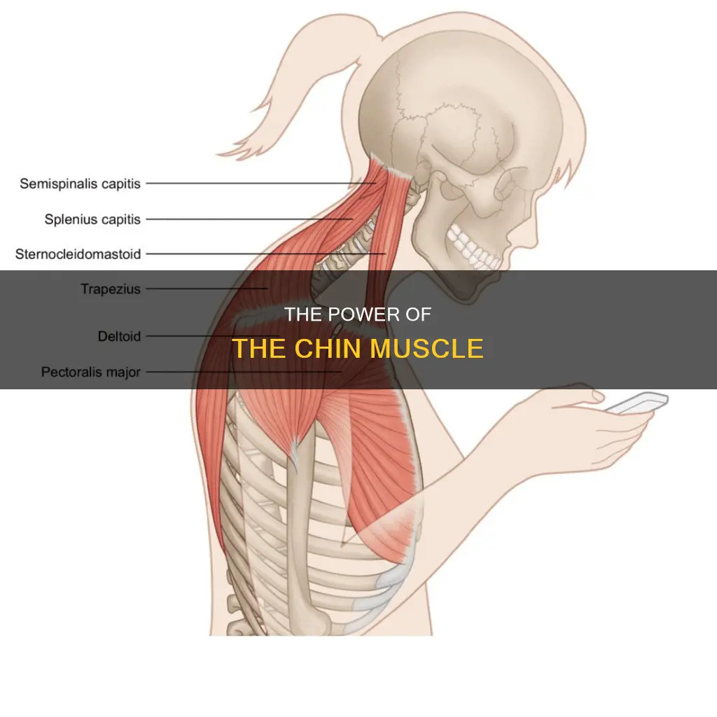 what is the chin muscle