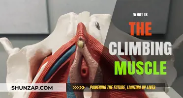 The Secret Climbing Muscle: Train for Success