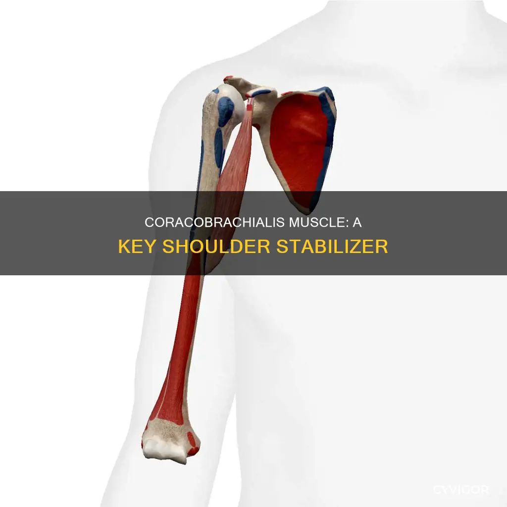 what is the coracobrachialis muscle