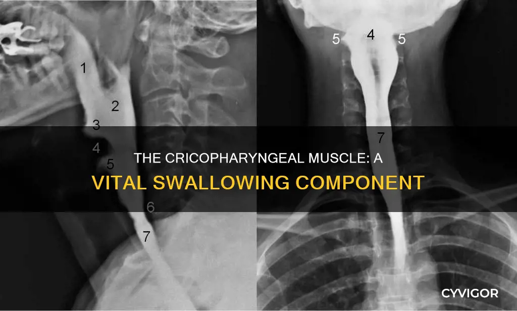 what is the cricopharyngeal muscle