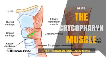 Crycopharyngeus Muscle: A Vital Swallowing Muscle Explained