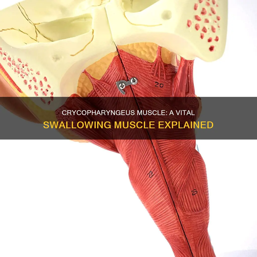 what is the crycopharyngeus muscle