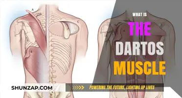 The Dartos Muscle: What's Its Function?