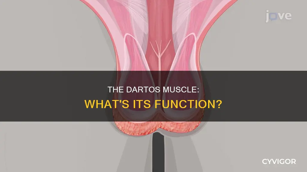 what is the dartos muscle