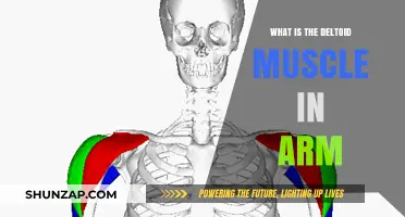 Understanding the Deltoid Muscle: Function, Anatomy, and Strengthening Tips