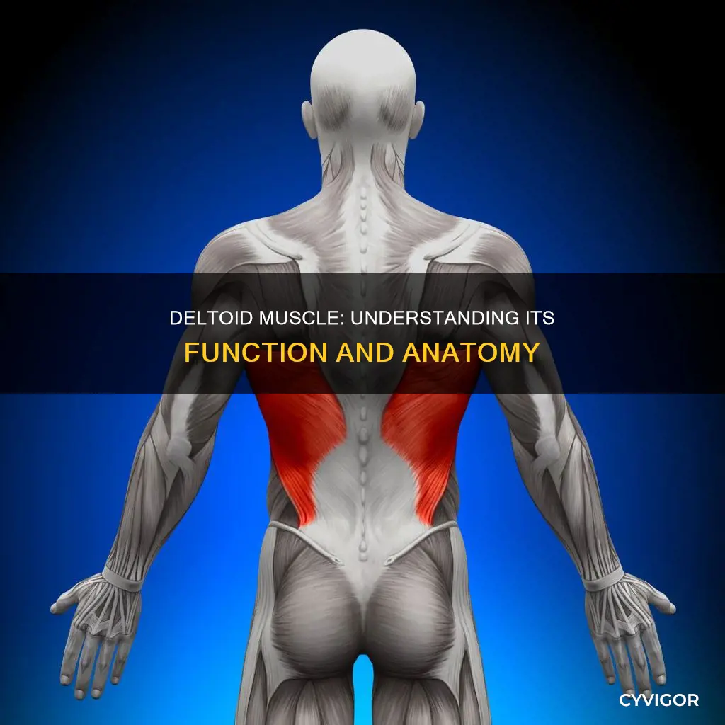 what is the deltoid muscle
