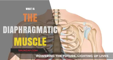 Diaphragm Muscle: Your Body's Most Important Muscle