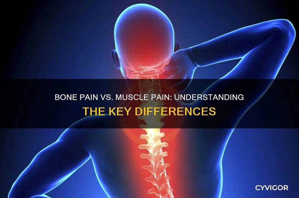 what is the difference between bone pain and muscle pain