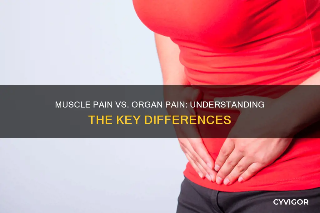 what is the difference between muscle pain and organ pain