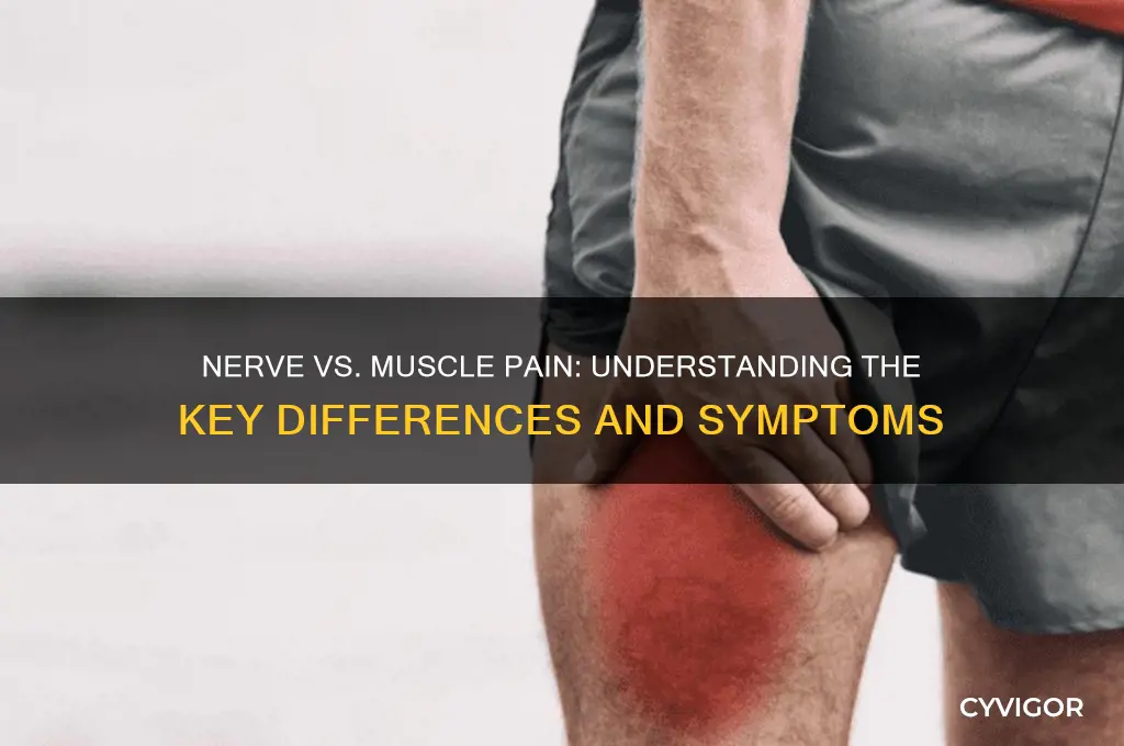 what is the difference between nerve and muscle pain