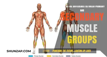 Primary vs. Secondary Muscle Groups: Understanding Their Roles in Fitness