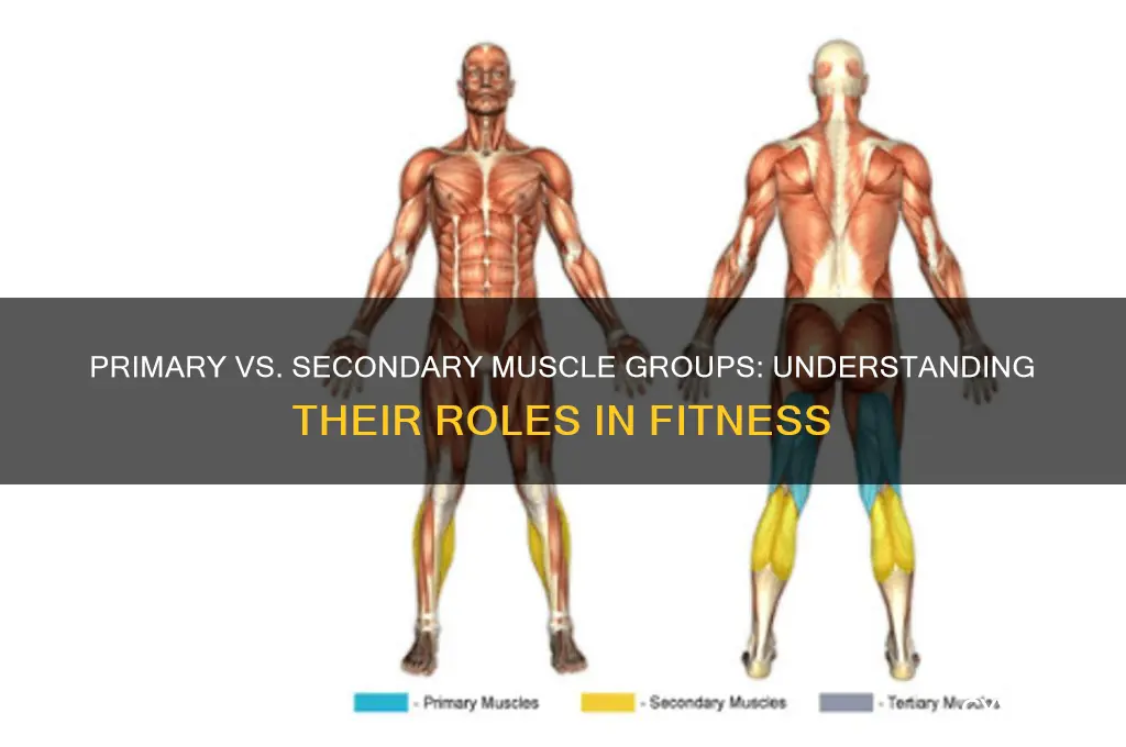 what is the difference between primary and secondary muscle groups