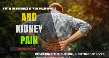 Pulled Muscle vs. Kidney Pain: Identifying the Key Differences