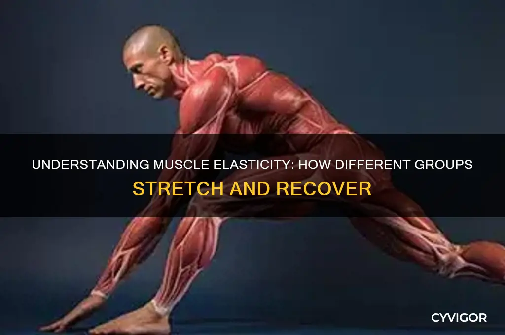 what is the elasticity of muscle groups