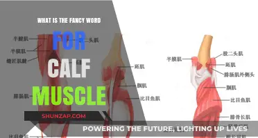 Unveiling the Elegant Term for Your Calf Muscle: A Linguistic Journey