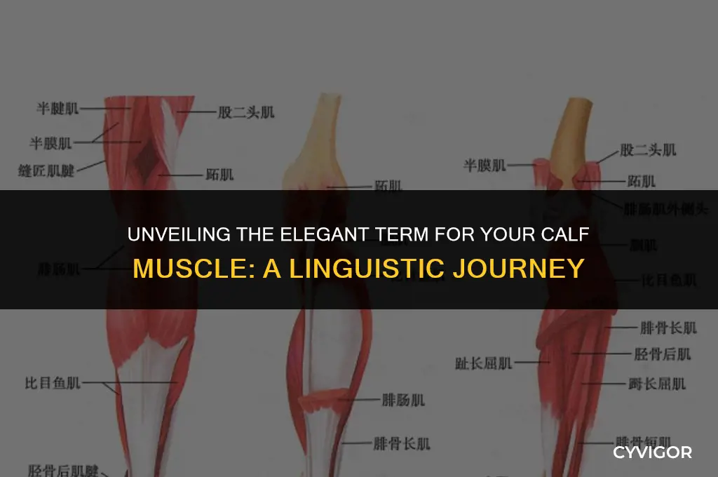 what is the fancy word for calf muscle