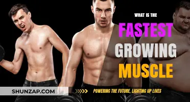 Unveiling the Fastest Growing Muscle in the Human Body