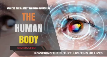 The Fastest Human Muscle: Unveiling the Body's Quickest Reflex