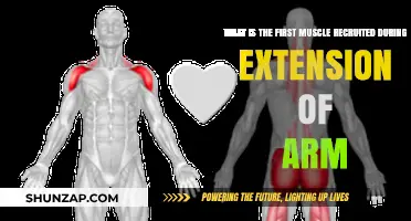 Understanding Arm Extension: The Primary Muscle Recruited First
