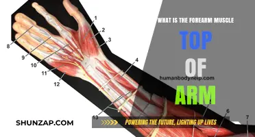 Understanding the Forearm Muscles: Top of Arm Anatomy Explained