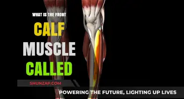 Unveiling the Powerhouse of Your Lower Leg: The Front Calf Muscle