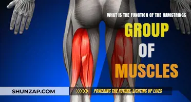 Understanding Hamstrings: Key Functions and Importance in Movement