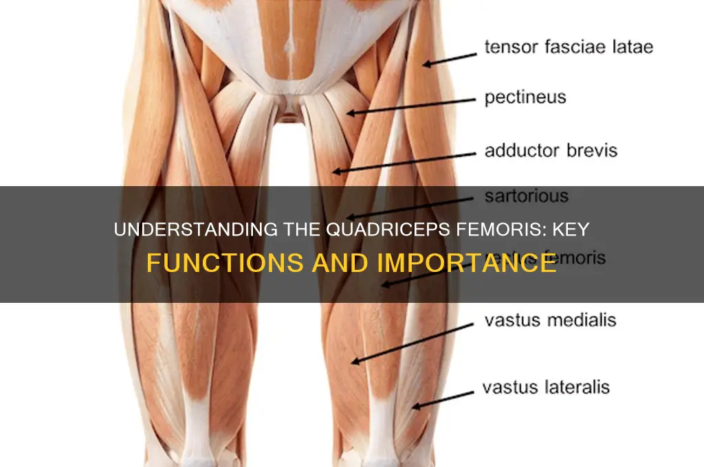 what is the function of the quadriceps femoris muscle groups