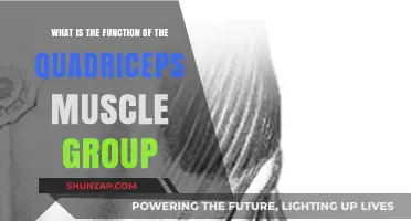 Understanding the Quadriceps: Key Functions and Importance in Movement