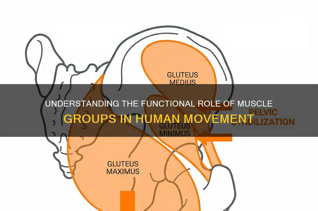 what is the functional reason the muscle group
